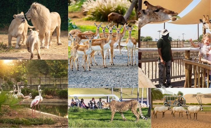 Animals You Can See Dubai Safari Park