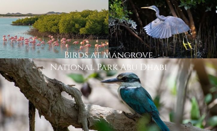 Bird Watching Mangrove National Park Abu Dhabi
