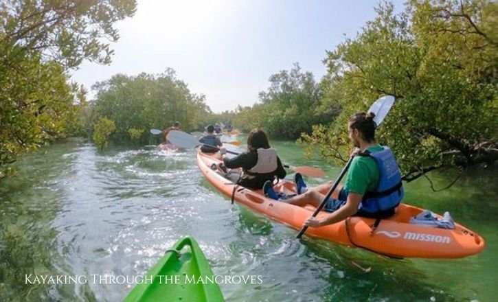 Kayaking Through the Mangroves