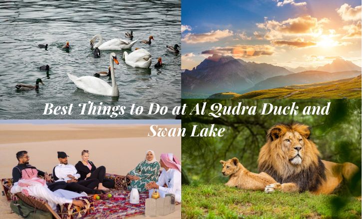 Best Things to Do at Al Qudra Duck and Swan Lake