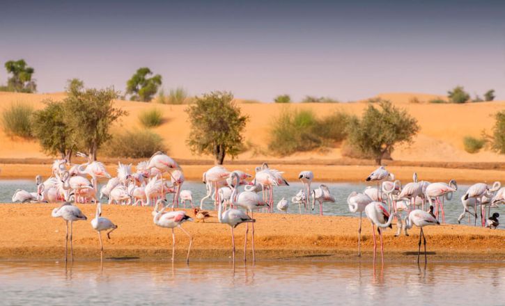 Best Time to Visit Al Qudra Duck and Swan Lake