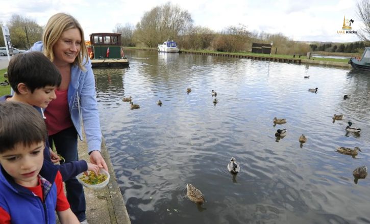 Can You Feed the Ducks and Swans