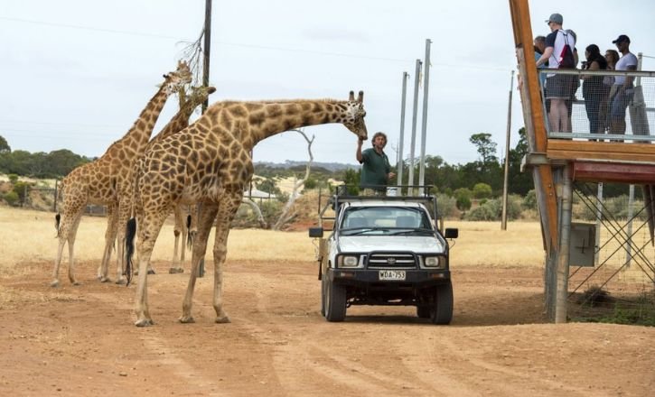 Best Time to Visit The Zoo Wildlife Park