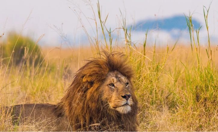 Things to Do at The Zoo Wildlife Park Umm Al Quwain