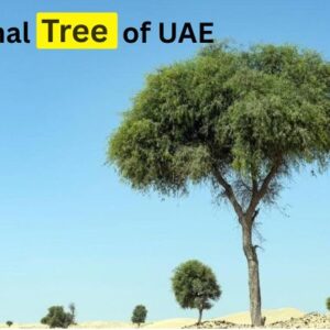 National Tree of UAE