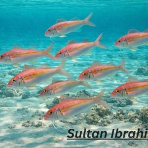 Sultan Ibrahim Fish: What Is It, Price, Taste & More