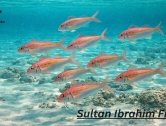 Sultan Ibrahim Fish