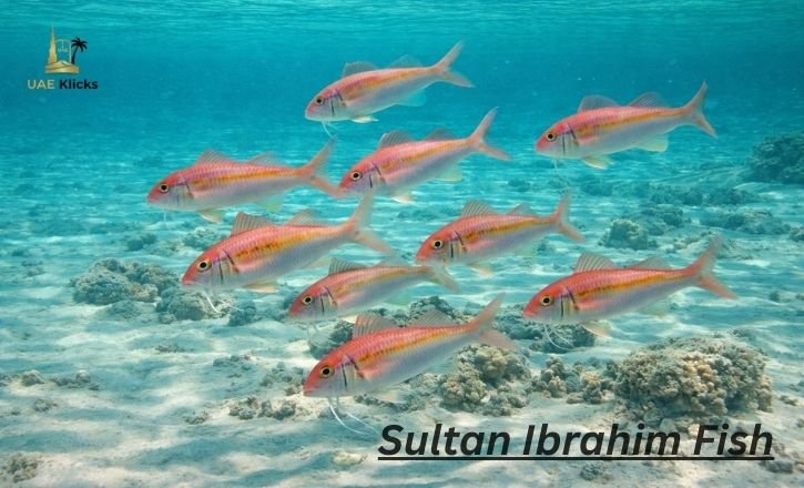 Sultan Ibrahim Fish