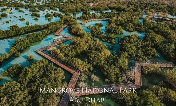 Mangrove National Park Abu Dhabi