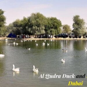 Al Qudra Duck and Swan Lake Dubai