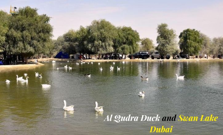 Al Qudra Duck and Swan Lake Dubai: Location, Wildlife & Things to Do